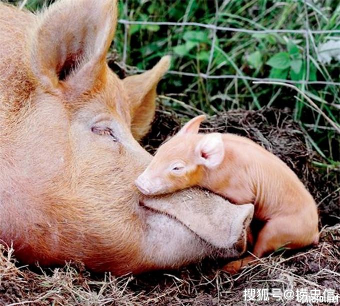 动物的母爱,竟也如此动人