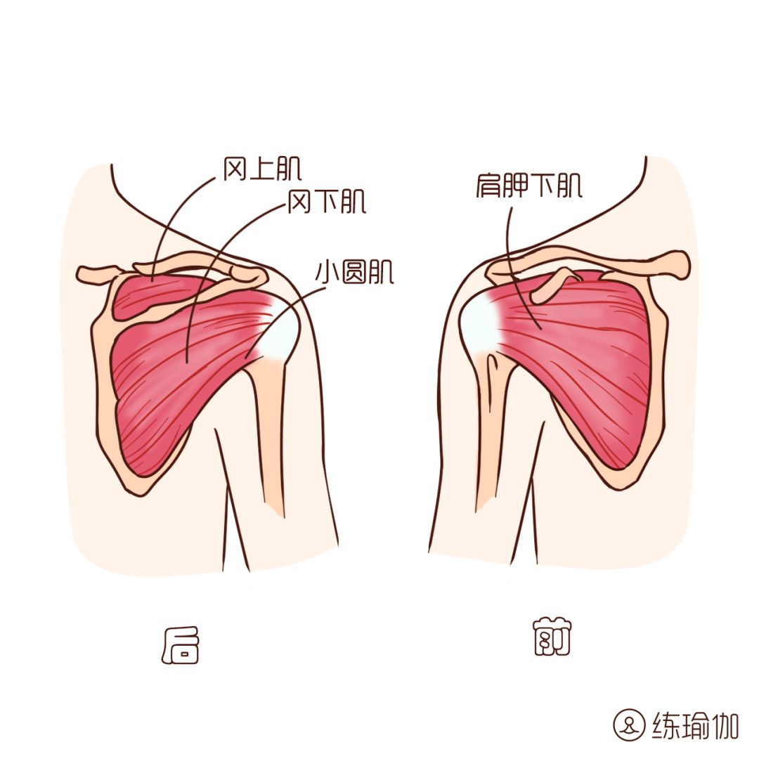 我们肩膀周围有很多肌肉,冈上肌,冈下肌,小圆肌和肩胛下肌包围肩关节