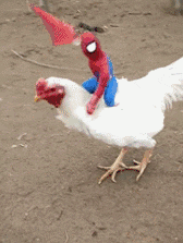 "搞笑GIF：蜘蛛侠的新坐骑，皮皮鸡我们走"_段子