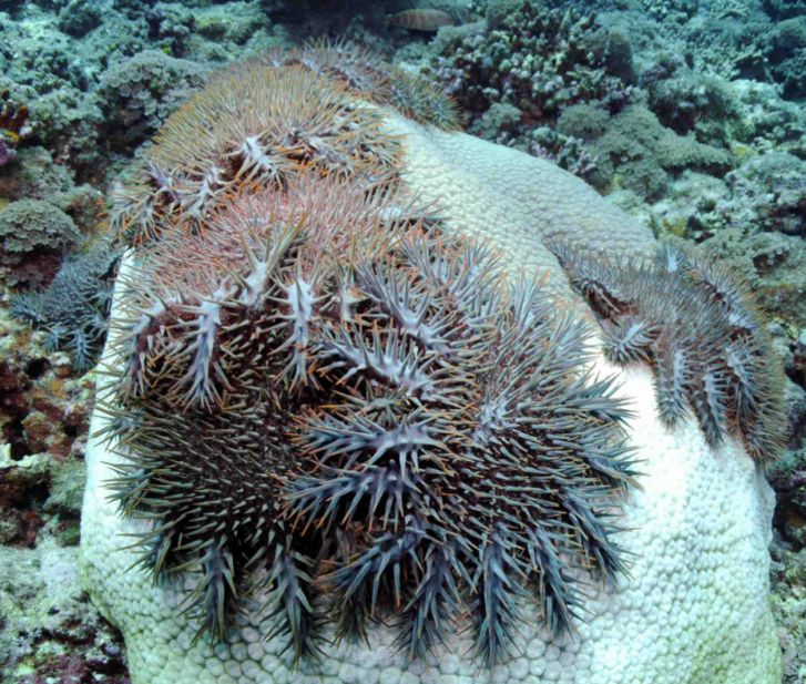 其实是跟西沙群岛一种生物—— 长棘海星的爆发有密切关系.