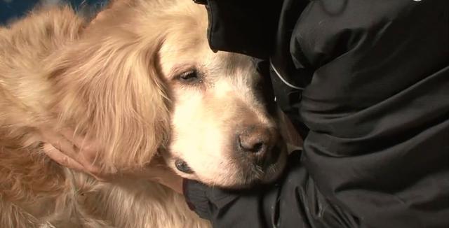 老年犬常见的4种肿瘤 不一定都是恶性 尽早治疗狗狗还是有救的 主人