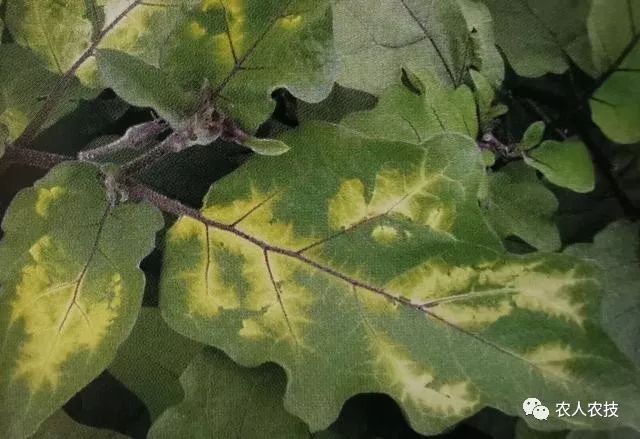 茄子生产中,植物生长调节剂药害及肥害的诊断与救治方法详述