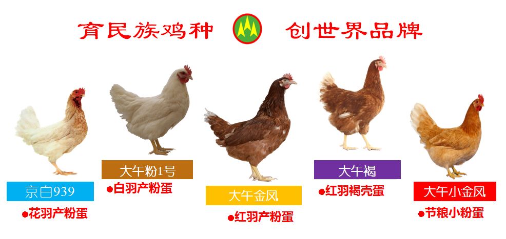 2019河北大午种禽第三届规模化蛋鸡企业战略合作研讨会成功召开