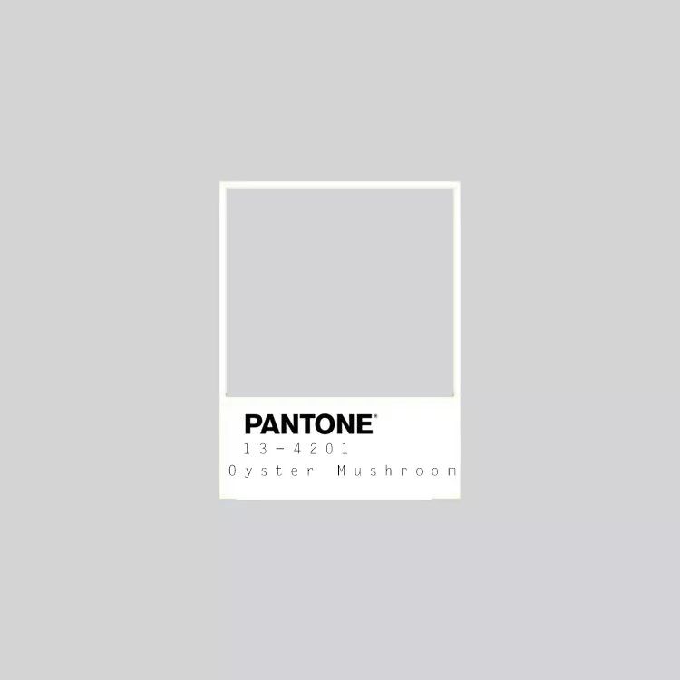 pantone 13-4201   oyster mushroom(杏鲍菇灰)