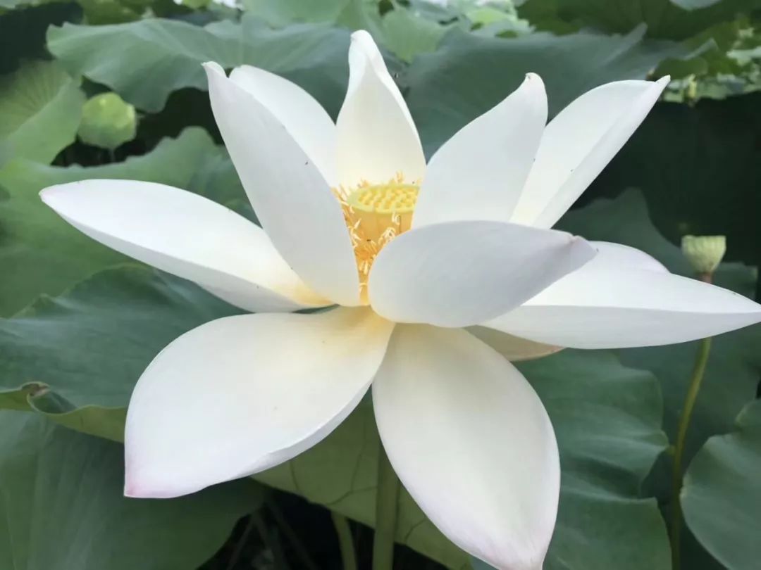 白兰花什么时候修剪最佳 b7435c2c9acb442d8635f8aa3cab0695.jpeg