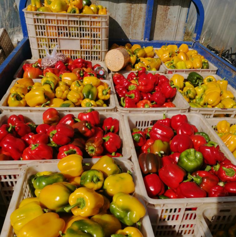 一个辣椒50块钱两个鸡蛋猜成语_看图猜成语(2)