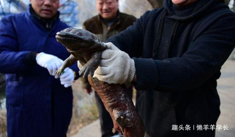 日本工厂捕获"变异生物",难道和核辐射有关?