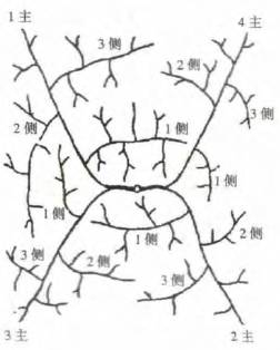 【农事指导】葡萄各种架型介绍(手绘版)