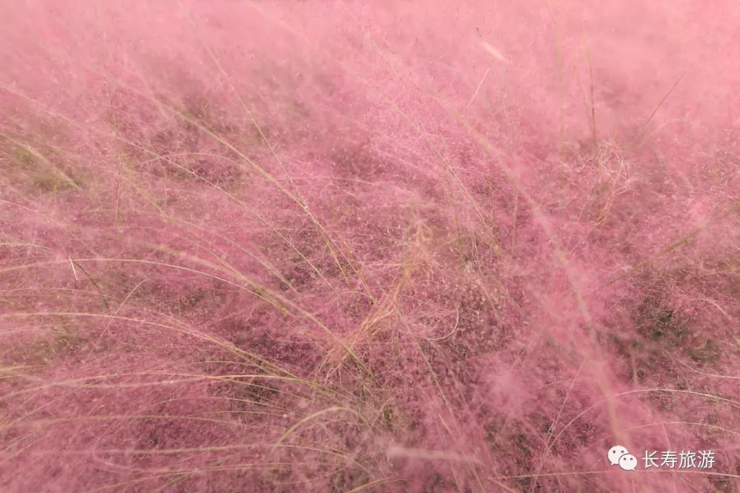 仙气十足|长寿也有"网红"粉黛乱子草啦!开得正艳,快去