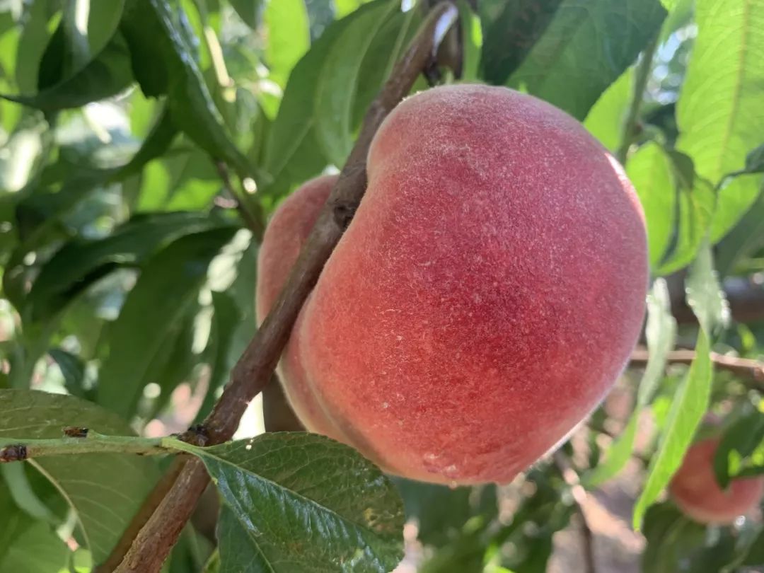 几个月可以吃水蜜桃 d8732d289b4b43b5a54e1dd395a8c5f0.jpeg