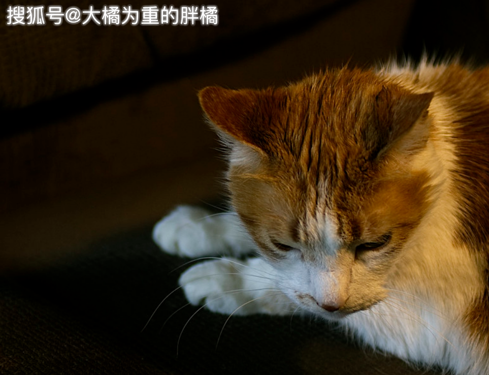 e5c37f1c6a92424eb7ee8c9a9ed6cf4d.png