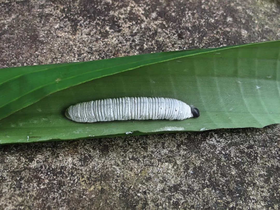 芭蕉弄蝶幼虫及被它们咬得七零八落的芭蕉叶