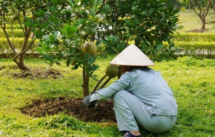 常给树木施肥 却不壮 你可知施肥方法有误 文章