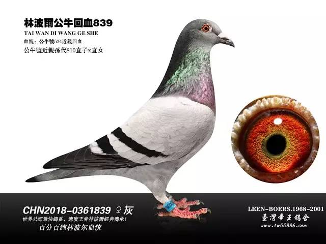 怎么养鸟最好最快 0e5b7ef966bf4c5da5b04412ec482fb4.jpeg