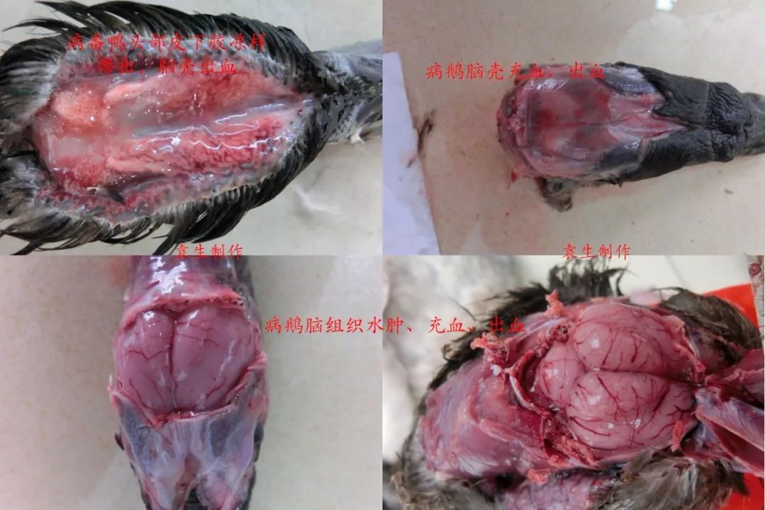 水禽的19种常见病目录