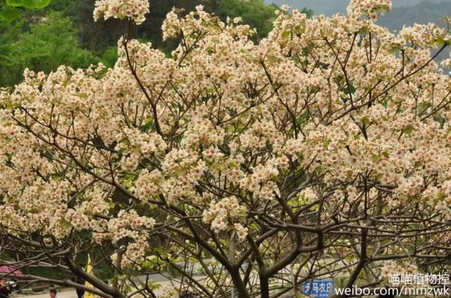 沅陵乡村:姜里山的油桐花