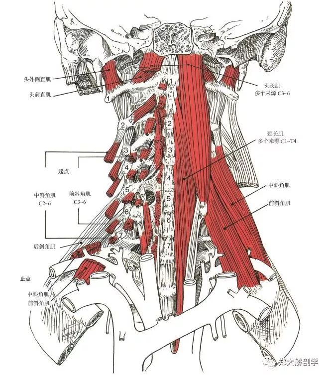 屈伸运动给一位颈部活动度正常的受试者分别在颈部的5个不同位置拍了