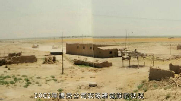 宁夏杨德敏:八年呕心沥血治理千亩荒滩地 树茂草绿时却付诸东流