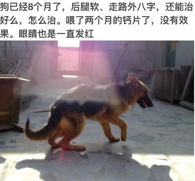 ▼德牧后腿无力,跳动困难大型犬,如拉布拉多,金毛,牧羊犬有髋和肘关节