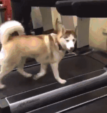 看到狗狗们被迫减肥