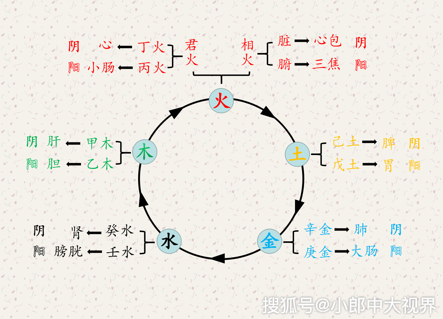 中医奇书四圣心源解读用阴阳五行的运动推演人体脏腑生成