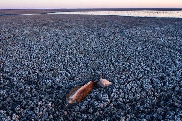 非洲数百头牛马渴死,海象摔下悬崖:在气候变化下,活着