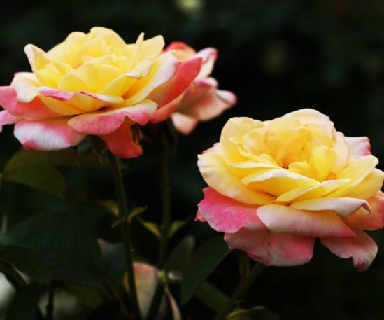 红鸾桃花和天喜桃花哪个好 8d9c7f901c544d4cb979a87f72b199dc.jpeg
