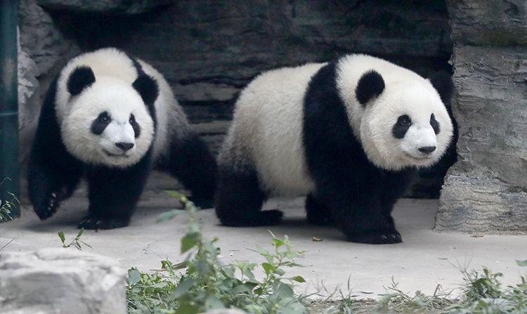 双胞胎大熊猫亮相北京动物园熊猫馆拥有“十大将”
