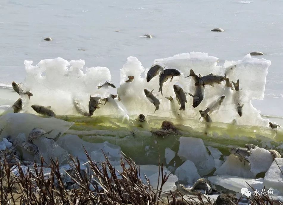 (鱼儿跃出水面被冰封)冬天的水也要尽量加深，促肥保肥，肥水升温。同时