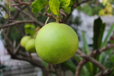 柚子也有晚熟品种 能否再现晚熟柑橘辉煌 国家农业部