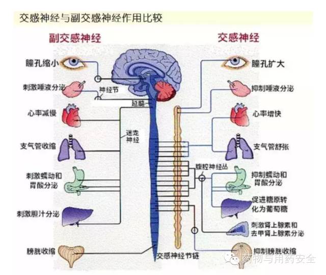 人体的交感神经与副交感神经