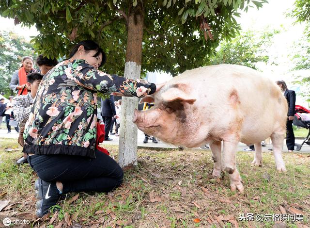 实拍12岁的"猪坚强"配专职饲养员,如今能吃能走状态颇