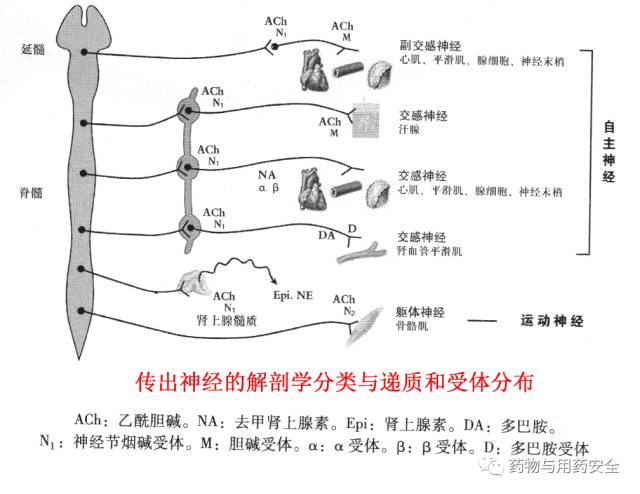 人体的交感神经与副交感神经