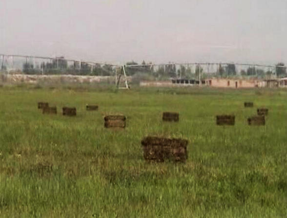 宁夏杨德敏:八年呕心沥血治理千亩荒滩地 树茂草绿时却付诸东流