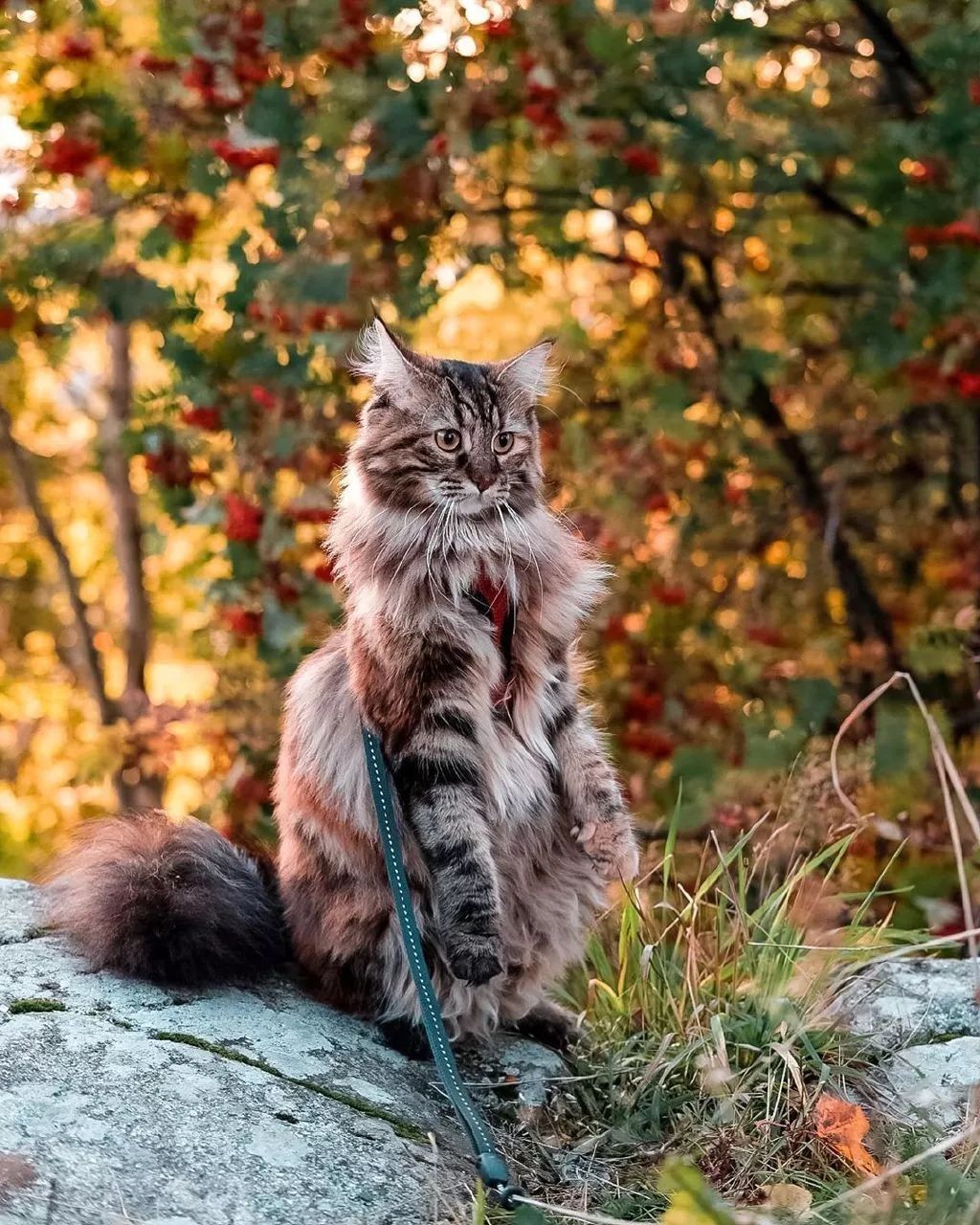 散步在深秋林地中的挪威森林-缅因混血猫,优雅又霸气!