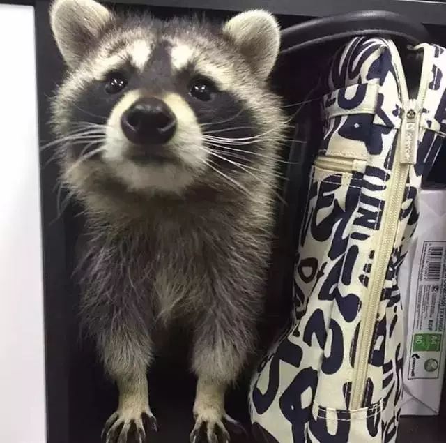 一只喜欢撩狗的小浣熊成为诊所助手后…把狗狗