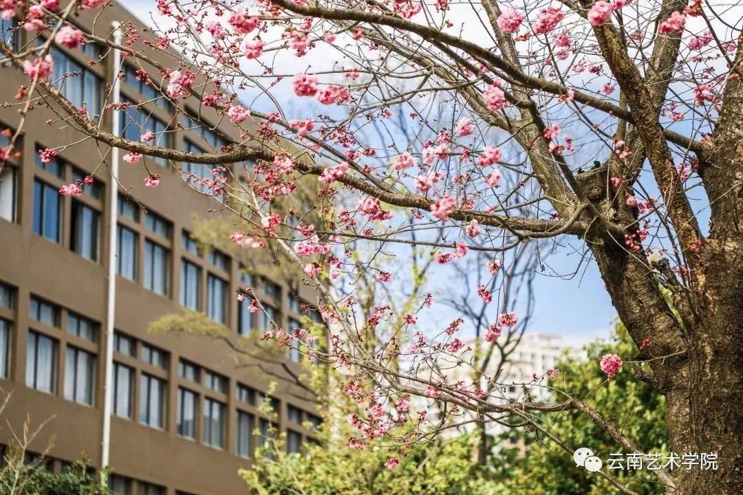 呈贡新区雨花片区图片来源:云南艺术学院官博31所独立设置的本科艺术