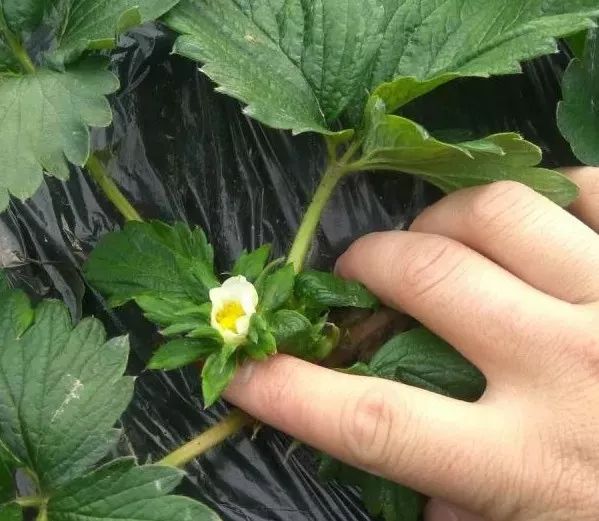 【草莓技术篇】草莓花前控旺过度怎么办?如何进行安全
