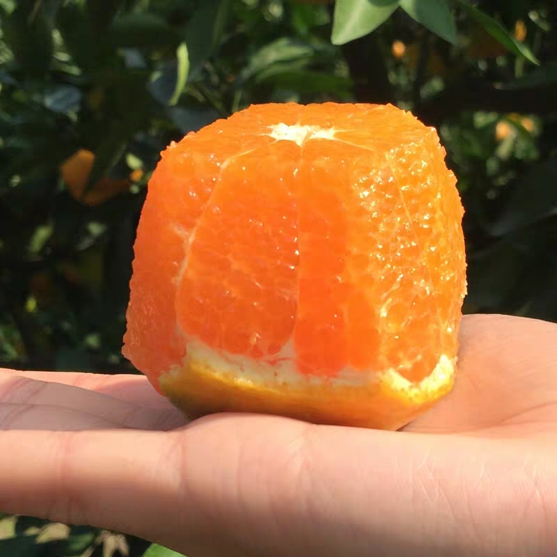 涌泉蜜桔，连皮都可以吃