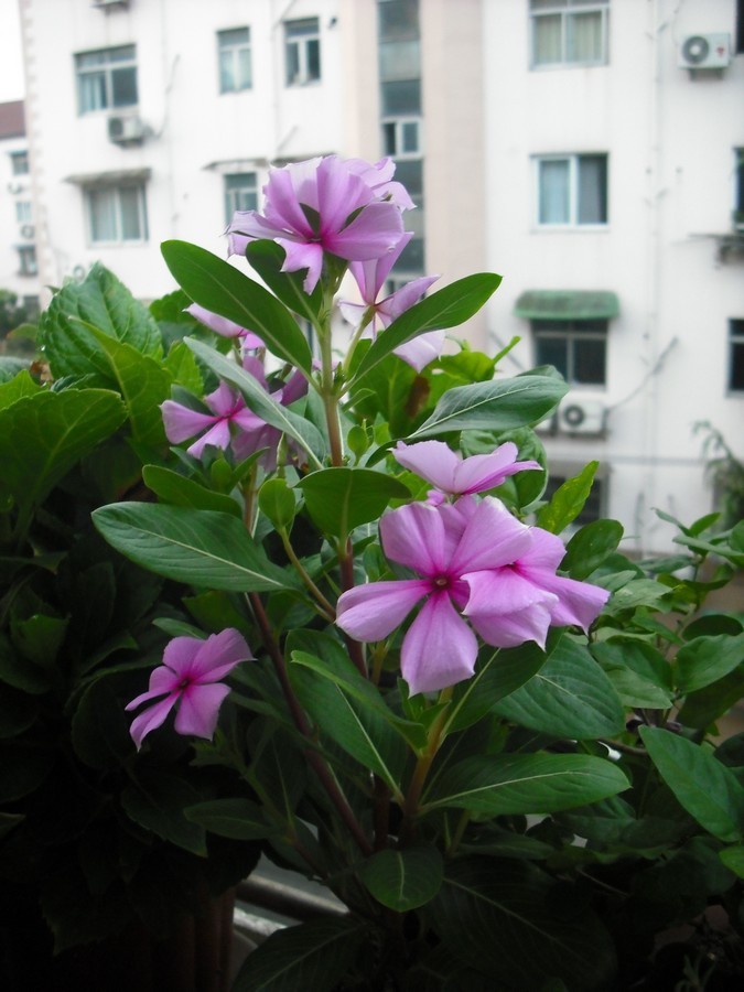 哪些花有毒100种 1f8fcffe917c41e5ba43e54b87b7fe1a.jpeg