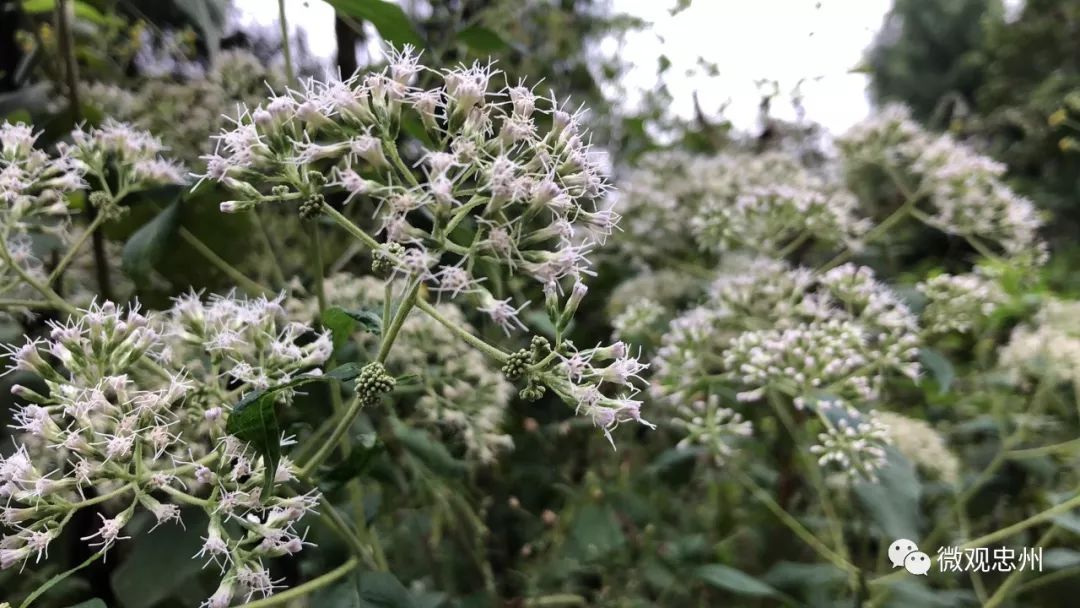 忠州多少人口_忠州中学银山校区(2)