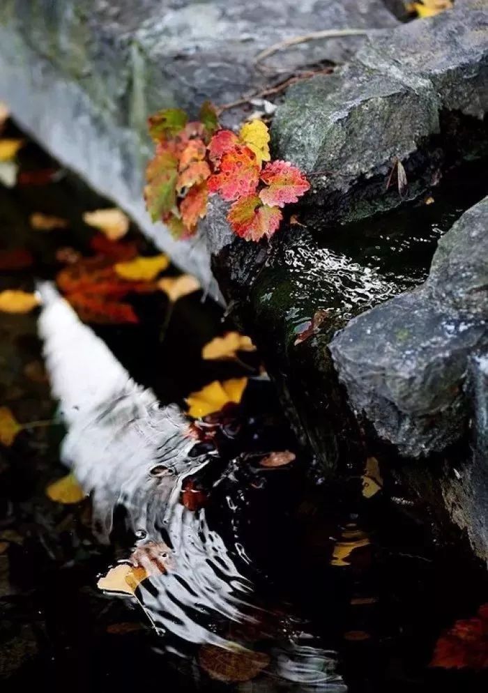 今夜,秋雨敲窗_落花