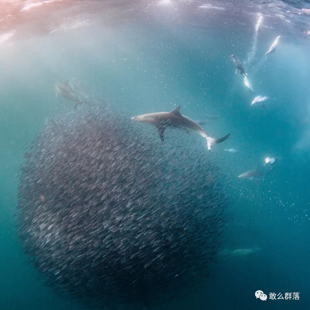 海豚,鲣鸟,海狮,布氏鲸,虎鲨,黑鳍鲨,大白鲨等等捕猎者早有准备.