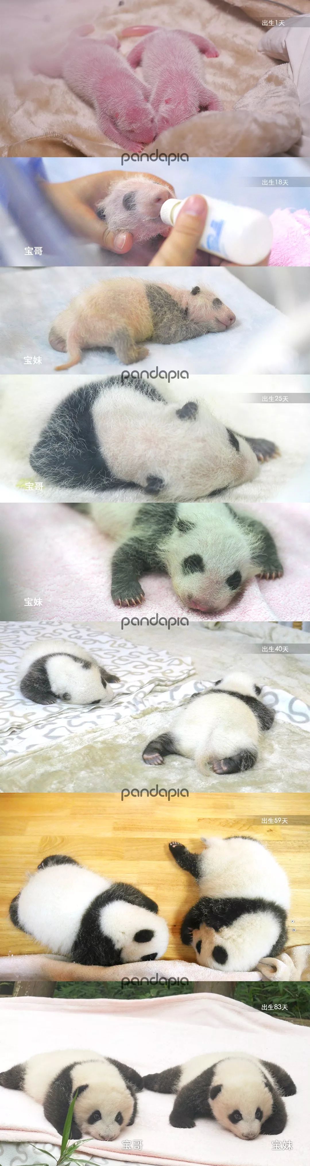 難道是含著可愛出生嗎？小熊貓「楓浜」成日本主題樂園團寵，蠢萌翻車還追著飼養員討抱| 可愛動物、動物、熊貓、小熊貓、寶寶 、日本、樂園、冒險大世界、人工繁殖、生活、可愛、萌照|, image size:1080x4057