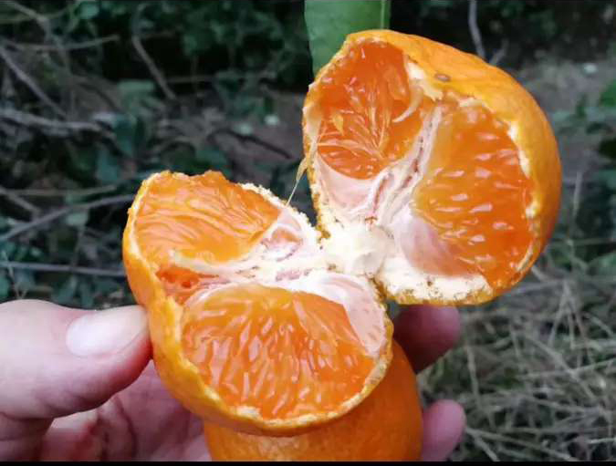 涌泉蜜桔，连皮都可以吃