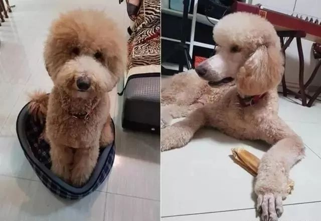 贵宾犬剪毛后变大嘴鸟?网友看对比照后笑炸:确定没抱错?