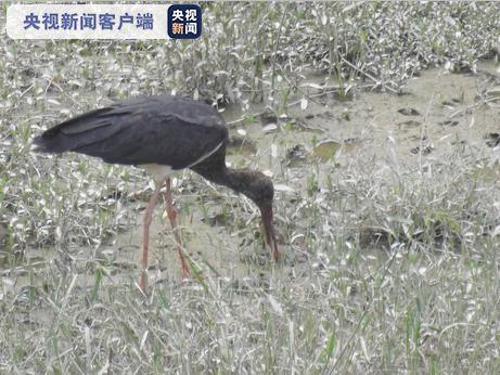 云南大理南涧首次记录到国家一级重点保护鸟类黑鹳
