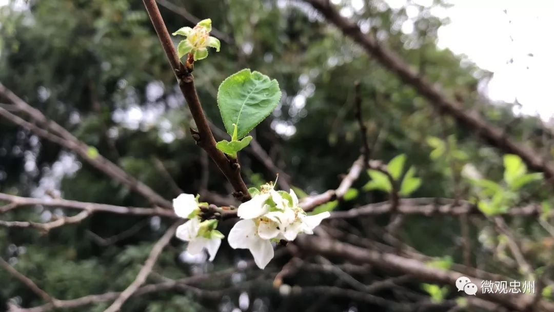 忠州多少人口_忠州中学银山校区