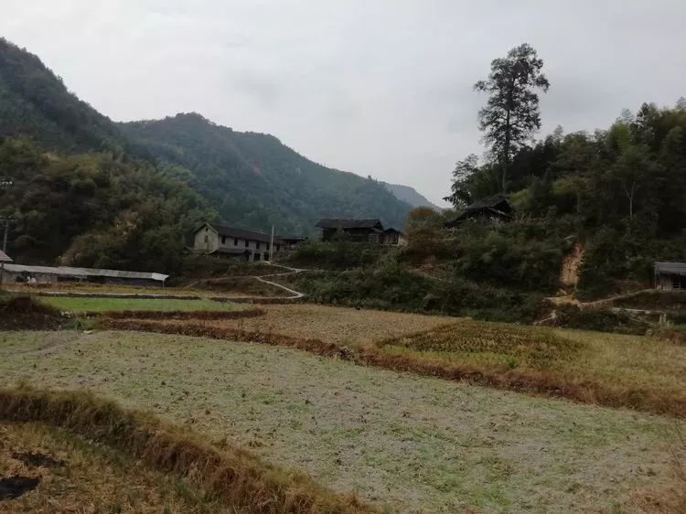 沅陵乡村砍柴