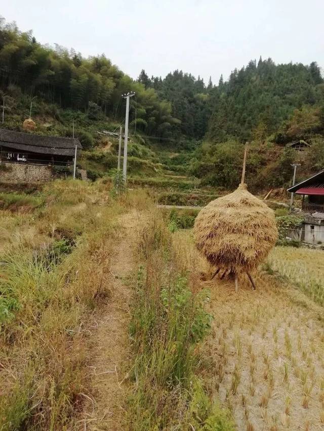 沅陵乡村砍柴